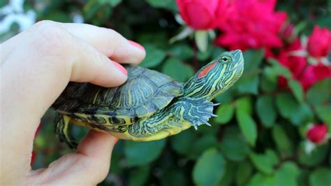 How Big Do Red Eared Slider Turtles Grow?