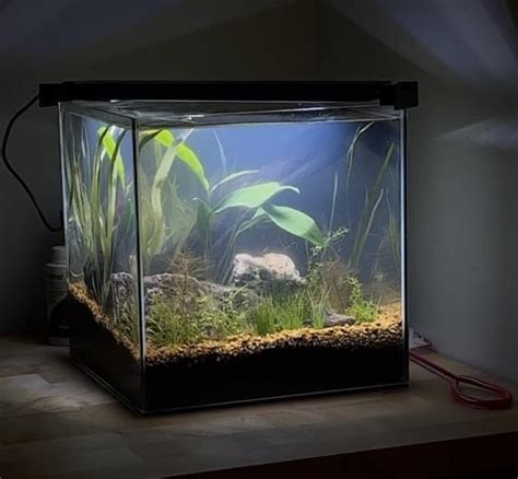 First tank, what filter for 6 gallon w/ shrimp? : r/PlantedTank