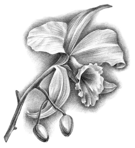 Top more than 65 cattleya flower tattoo latest - vova.edu.vn