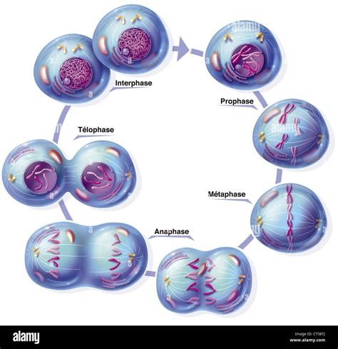 Stages Of Interphase Diagram