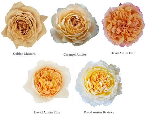 Varieties of Golden Garden Roses - Garden Roses Direct