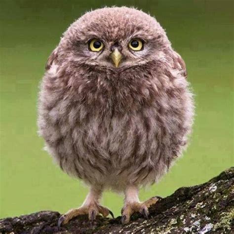 Cute Fluffy Baby Owls