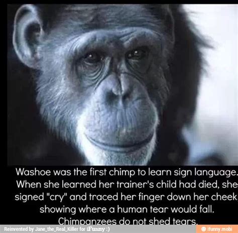 Washoe was the first chimp to learn sign language. When she learned her trainer's child had died ...