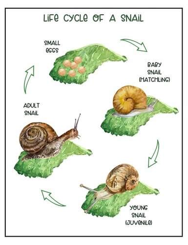 Snail Life Cycle Worksheets - Beautiful Watercolor Snails | TPT