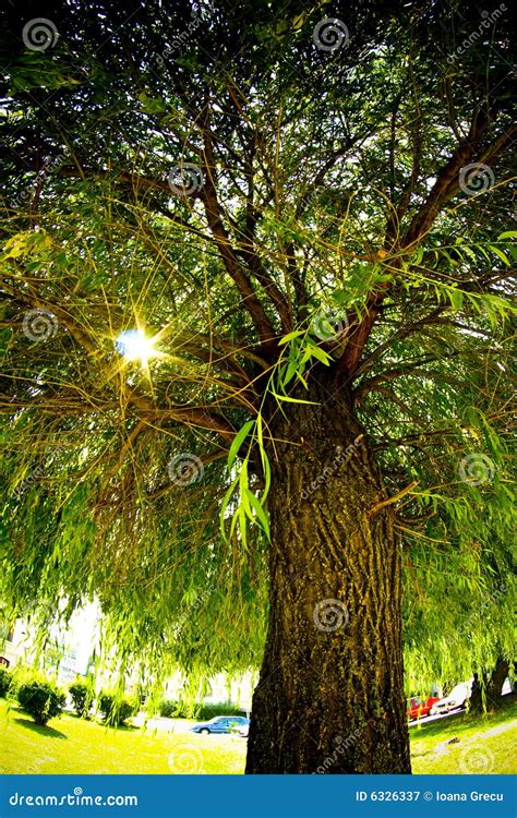 Willow Tree By The Pond Royalty-Free Stock Image | CartoonDealer.com ...