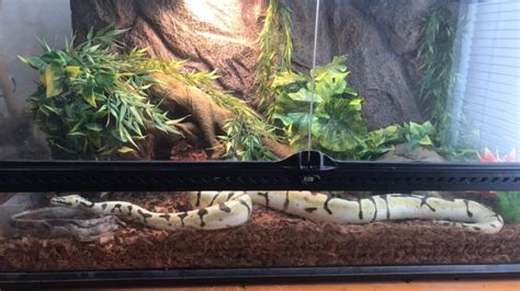 A Complete Guide on Ball Python Habitat Requirements - Reptileszilla