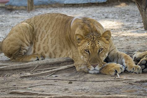 What is a Liger? - Wild Animal Safari