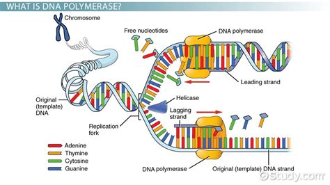 DNA Polymerase | Definition, Structure & Function - Lesson | Study.com