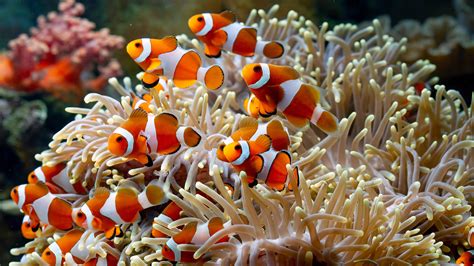 School Of Clownfish Harem Underwater Coral Reef 4K 5K Fish HD desktop wallpaper : Widescreen ...