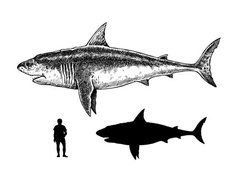 Megalodon - A-Z Animals