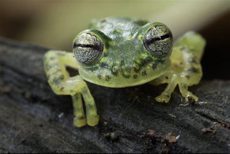 Puyo Giant Glass Frog: Species in World Land Trust reserves