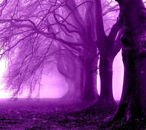 Purple Lavender Forest Wallpapers - Wallpaper Cave