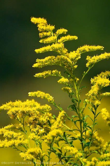 Goldenrod Field - Photomiser: Budget Photography