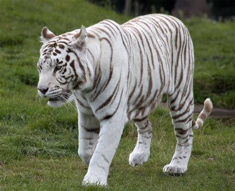 worldimage4u: Nature Wild Animals - The WHITE TIGERS