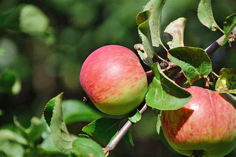 19 Best Apple Tree Varieties (with a Guide to Flowering Groups) | Gardener's Path