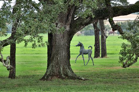 Egyptian Breeders Classic :: Arabian Horses, Stallions, Farms, Arabians, Horses For Sale ...