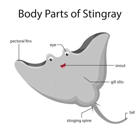 Stingray Anatomy Diagram