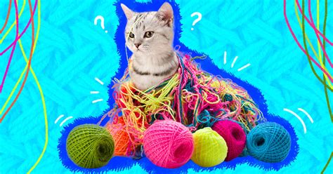 Is It Safe For My Cat To Be Playing With Yarn? - DodoWell - The Dodo