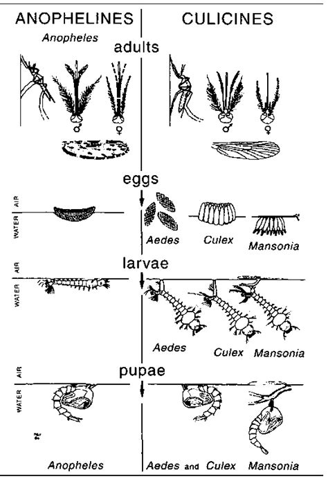 Anopheles Gambiae Life Cycle