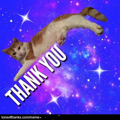 56 Nice Thank You Memes With Cats | Thank you images funny, Thank you memes, Memes funny faces