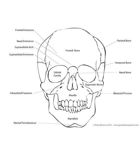 Paint Draw Paint, with Ross Bowns: Drawing Basics: Anatomy of the Skull