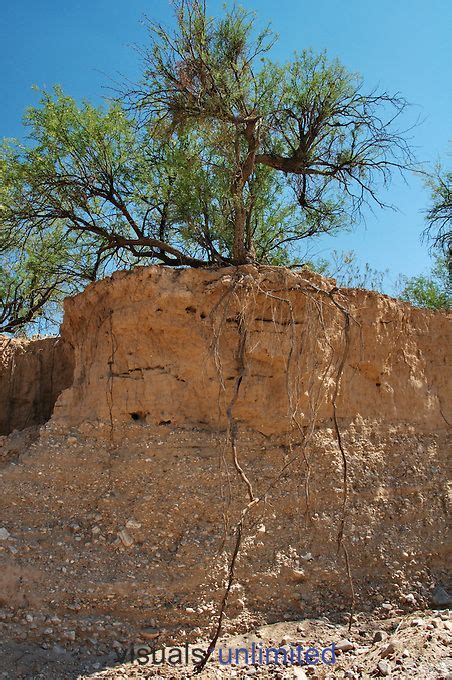 chilean mesquite tree root system - Raguel Braxton