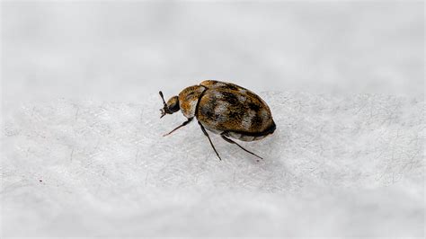 Carpet Beetles Signs You Have An Infestation How To Get Rid