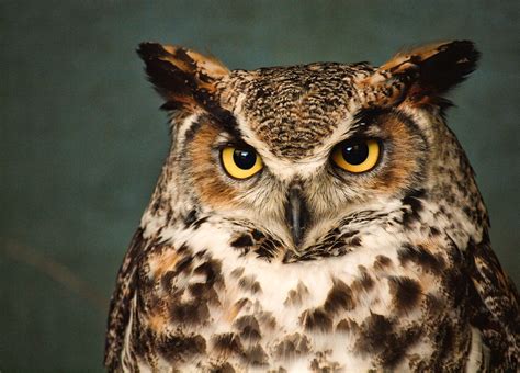 Great Horned Owl - Sierra Nevada Aquatic Research Laboratory