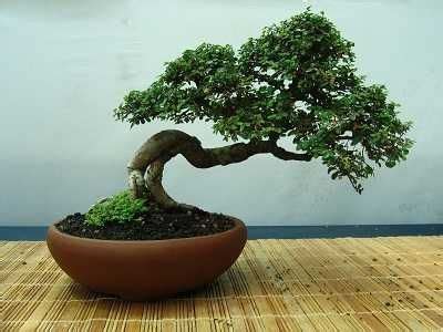 Selecting the Right Bonsai Pot for your Tree | Bonsai tree, Bonsai tree ...