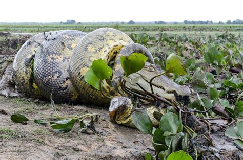 A green anaconda squeezes the life out of a caiman. The anaconda's look says "Please don't ...