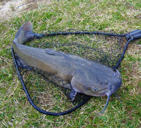 5 baits that are guaranteed to catch catfish in rivers - Go Fishing Outdoors