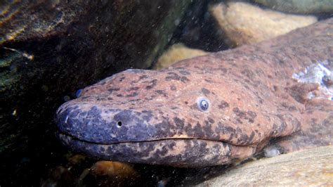 New Chinese giant salamander species is largest amphibian in the world | Science, Climate & Tech ...