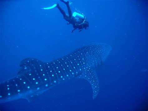 Whale-Shark-Diving - Motherland Travel