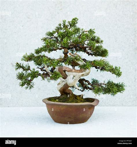 Bonsai Juniperus Chinensis 'Itoigawa' , Chinese Juniper bonsai tree Stock Photo - Alamy