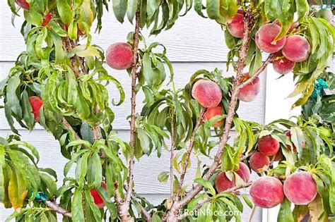 How to Grow Miniature Peach Trees in Containers - Roti n Rice