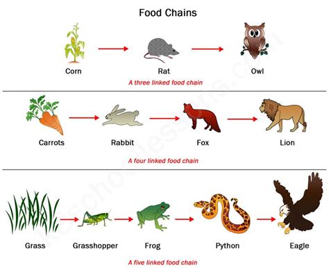 Food Chains and Food Webs | Examples of Food Chains and Food Webs | Simple food chain, Food ...