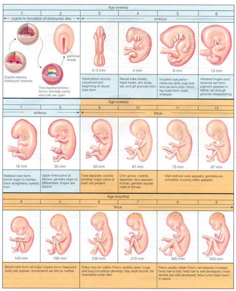 fetal development