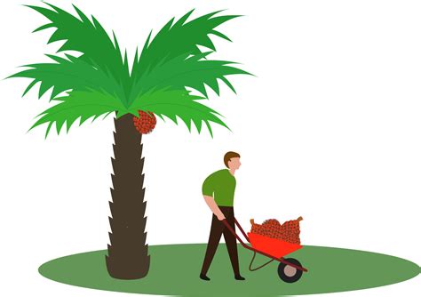 Workers on oil palm plantations are harvesting palm fruit, coconut palm farm for oil mills ...