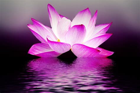 Zen Lotus Flower Pink Wallpapers - Top Free Zen Lotus Flower Pink ...