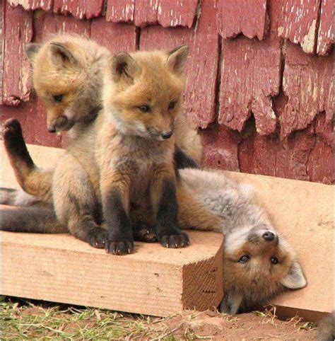 Some baby foxes : aww