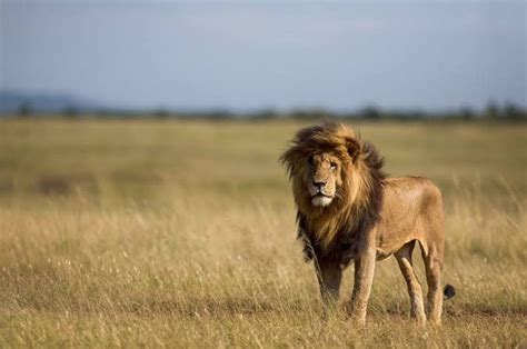 Lions Masai Mara National Reserve | Wildlife Tours in Masai Mara