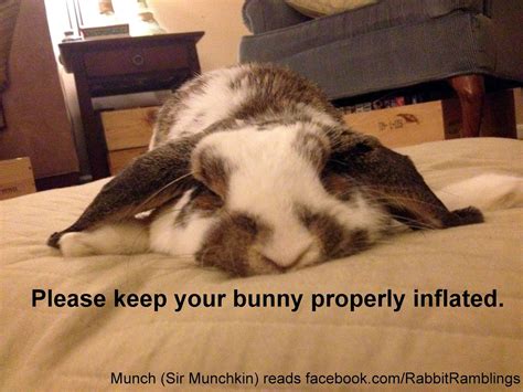 Inflate | Pet bunny, Cute baby bunnies, Funny bunnies