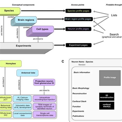 Basic concepts behind the Insect Brain Database. A. Organizational... | Download Scientific Diagram