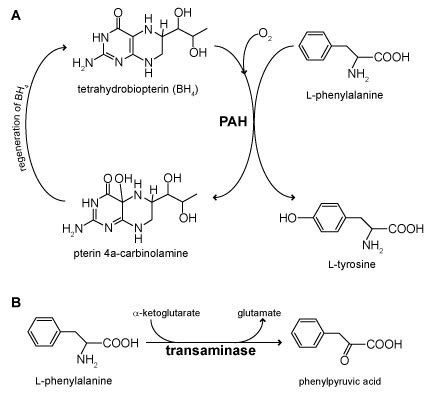 phenylalanine hydroxylase - JungleKey.fr Image