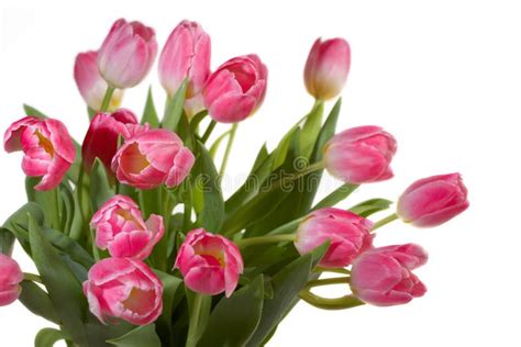 Spring Tulips bouquet stock photo. Image of macro, arrangement - 8241254