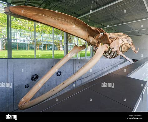 Baleen whale skeleton hi-res stock photography and images - Alamy