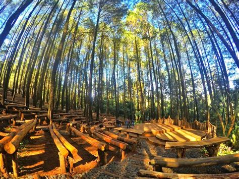 Hutan Pinus Mangunan | Foto, Lokasi, Rute, Harga Tiket, & Fasilitas