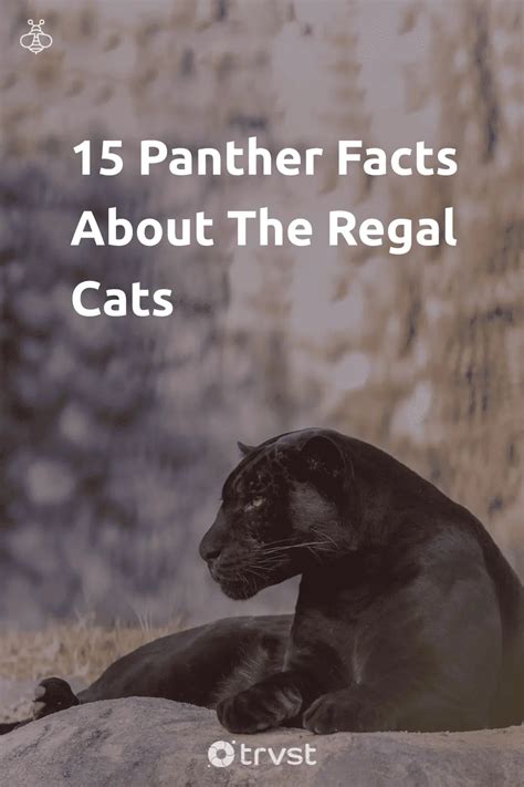 15 Panther Facts About The Regal Cats