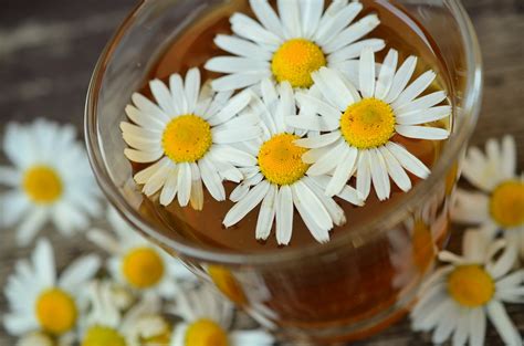 Top 5 Best Chamomile Tea Brands (2022) - Chill Chief