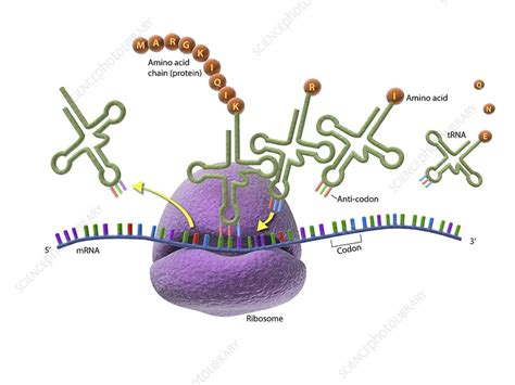 Ribosome and protein synthesis, diagram - Stock Image - C029/3020 ...